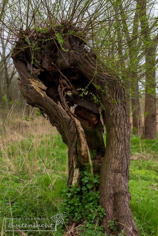 Wandelen langs oude wilgen bij Bronkhorst