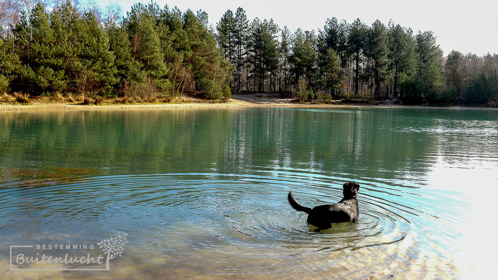 Looserplas, loslopen voor honden