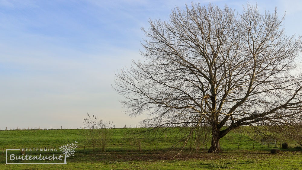 Wandelen in Ridderkerk door het groen