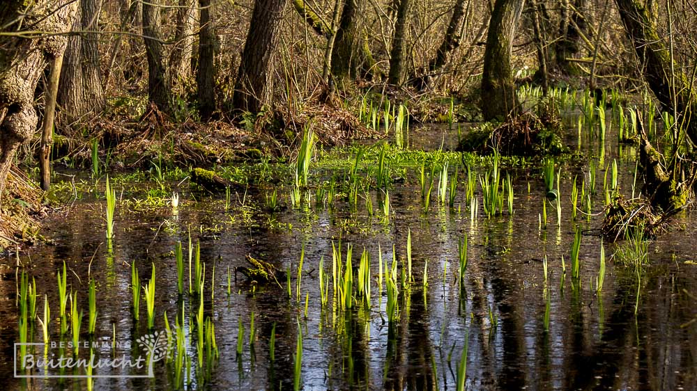 Wandelen door elzenbroekbos Vijverbroek bij Thorn