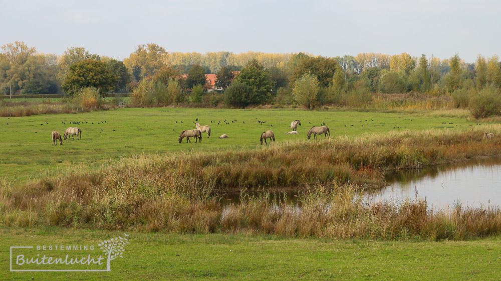 UItzicht over de Kleizone bij Kollegreend