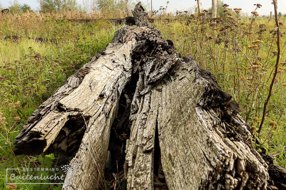 subfossiele bomen tijdens de wandeling door de natuur bij Thorn