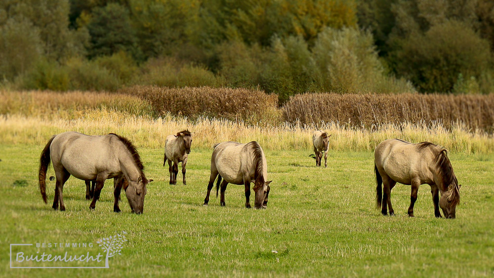Konikpaarden in de Kleizone tijdens het wandelen van de Trage Tocht Thorn