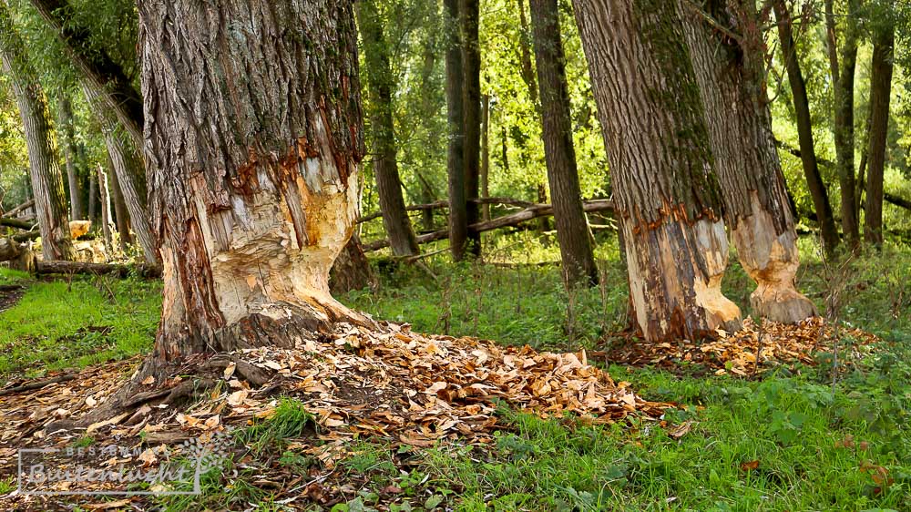 aangeknaagde bomen door de bevers in de Koningsteen