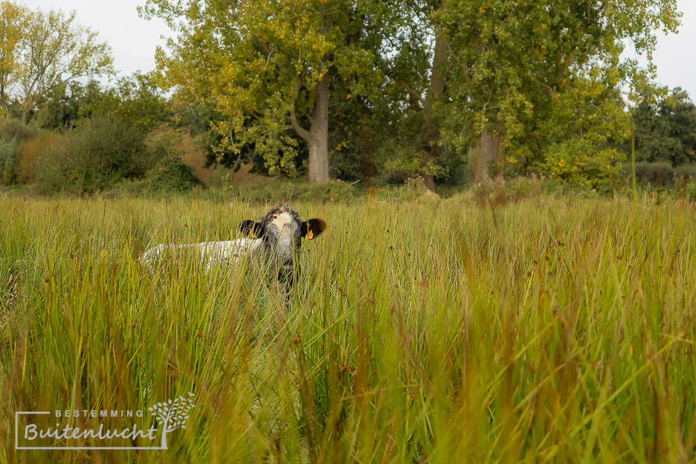 Koe in weiland in Vijverbroek