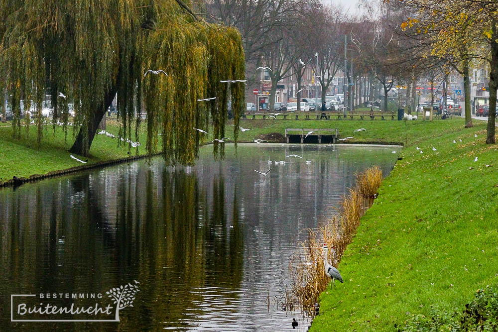 Lange Hilleweg Rotterdam-Zuid, een mooi voorproefje van de tuirpen waar we komen te wandelen