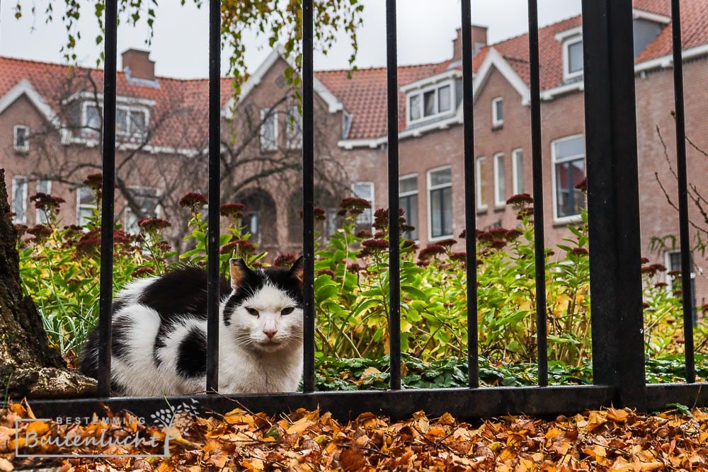 Parimonium's Hof in Rotterdam-Zuid tijdens wandelen door de tuindorpen