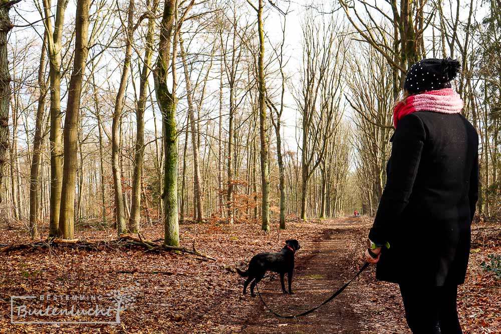 Wandelen met de hond