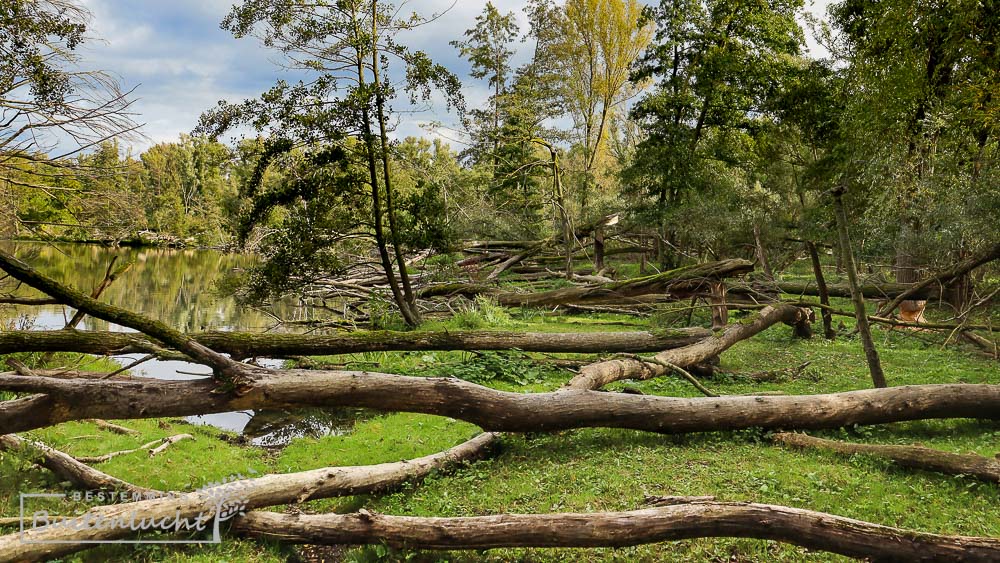 omgeknaagde bomen in de Koningsteen