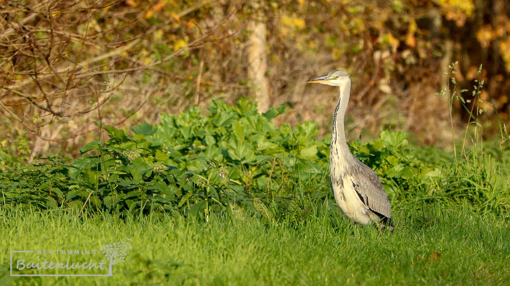 Reiger in de groene schil rond Ridderkerk