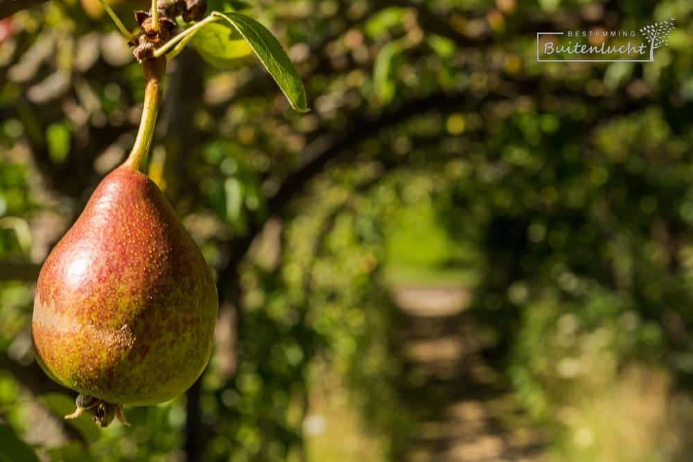 perenboog in Ursulinentuin