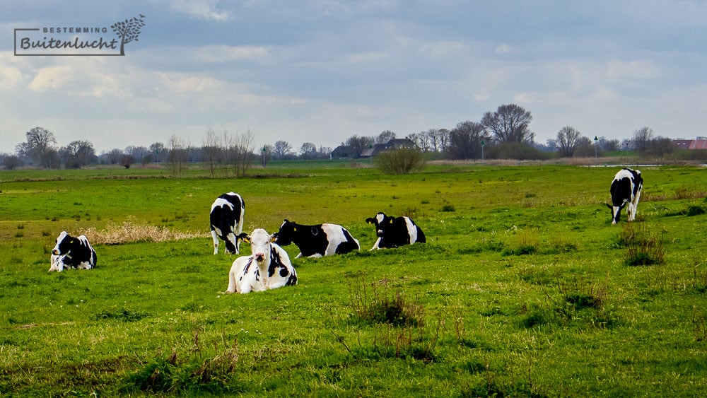 Koeien in de uiterwaarden bij Zalk