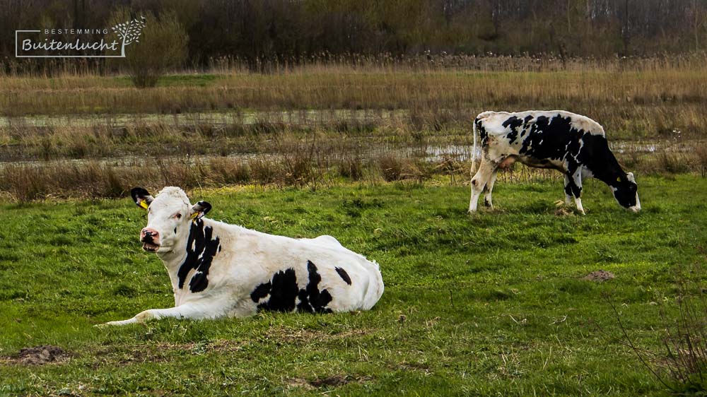 koe groet de blogger die over het Laarzenpad Zalk wandelt