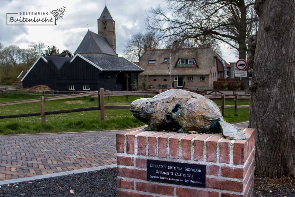 de laatste wilde bever van Nederland is gevangen in Zalk