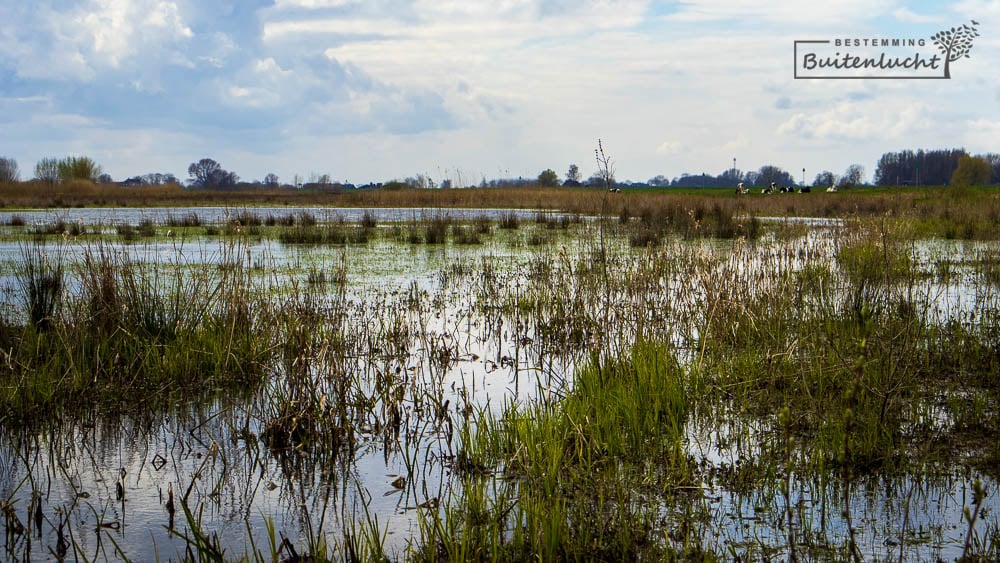 UIterwaarden langs de IJssel