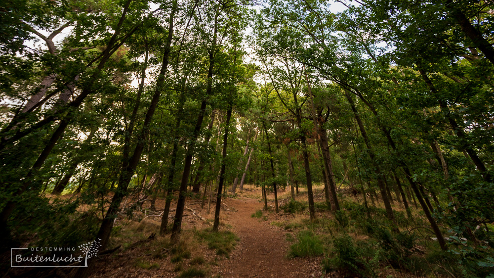 Bos op de Vossenberg in Meijel