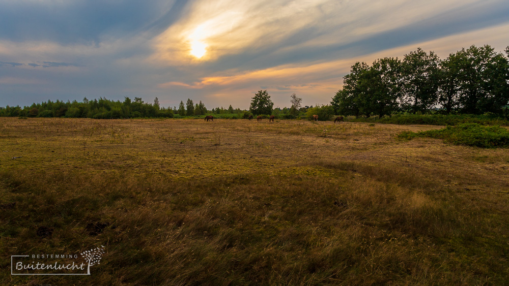 zonsondergang in de Groote Peel