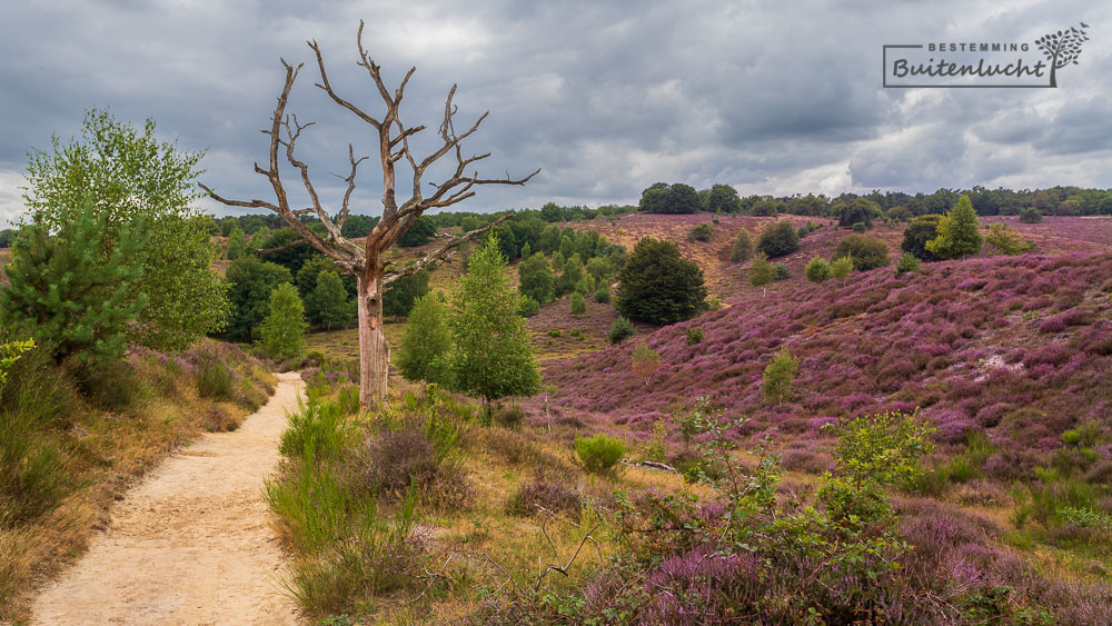 Wandelen door de bloeiende heide bij de Posbank