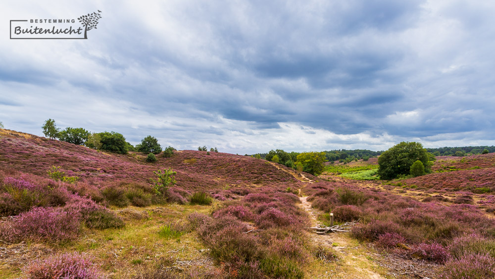 Heidewandeling