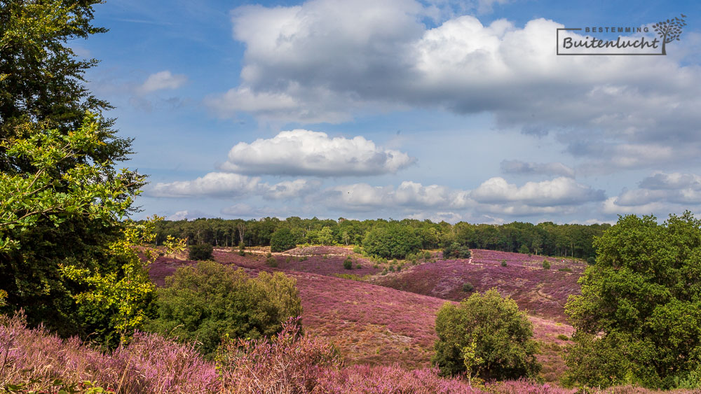 Bloeiende heide