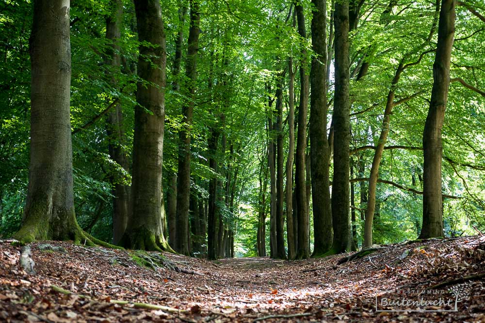 Beukenlaan in landgoed Heuven Veluwezoom