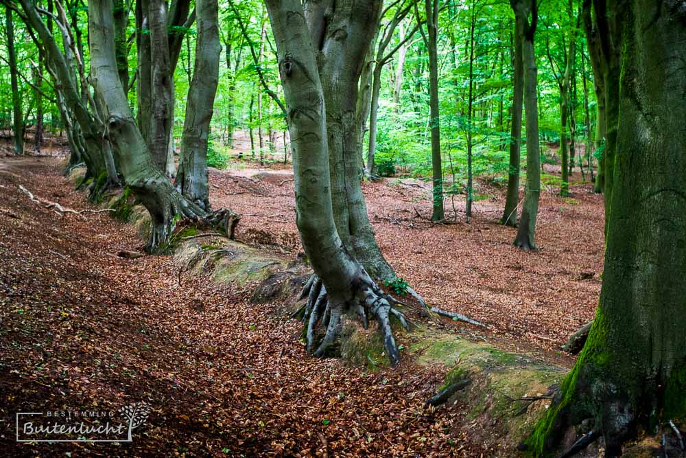 Grenswallen in de Veluwezoom