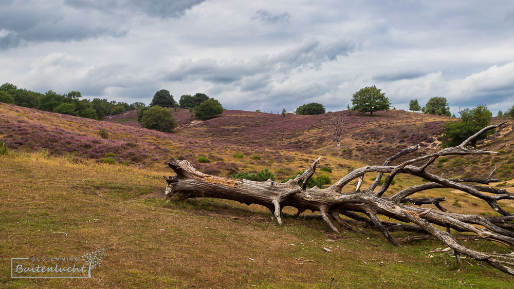 Herikhuizerveld bij de Posbank