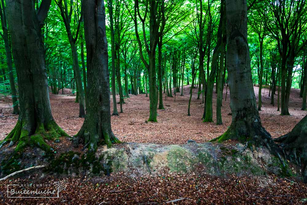 Grenswal in de Veluwezoom