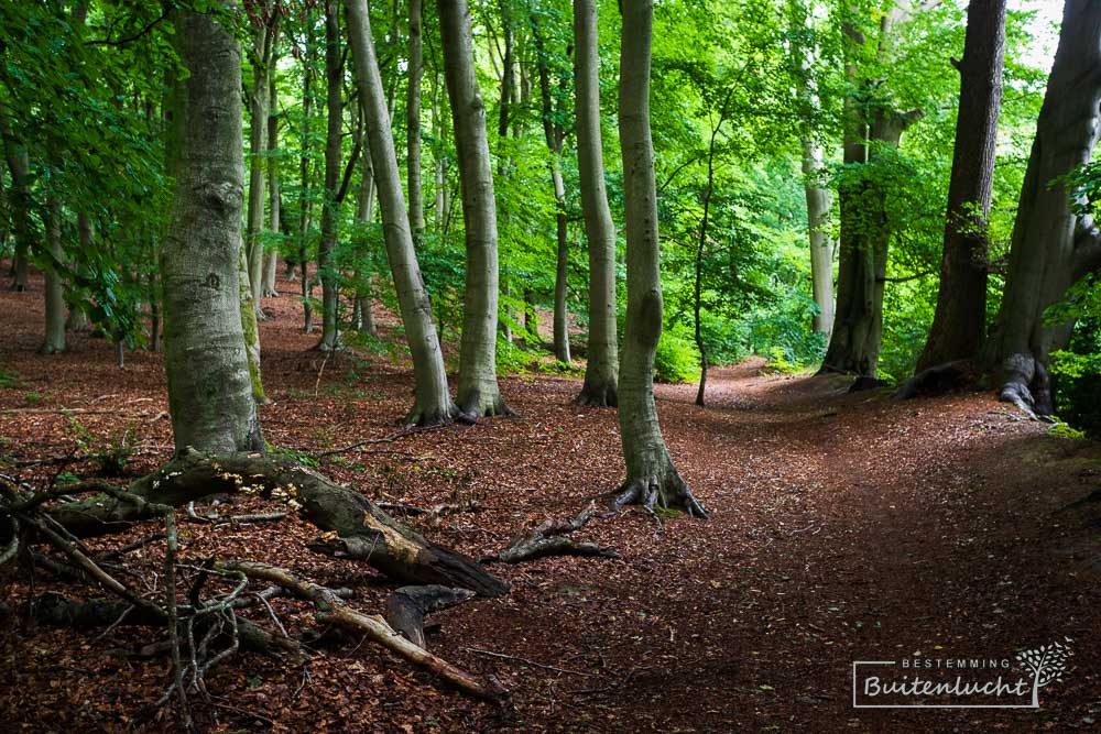 Wandelen door het bos nabij de Posbank.