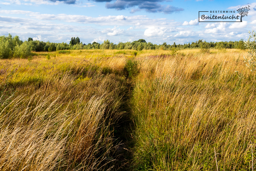 Wandelen door ruig grasland in de uiterwaarden bij de IJssel