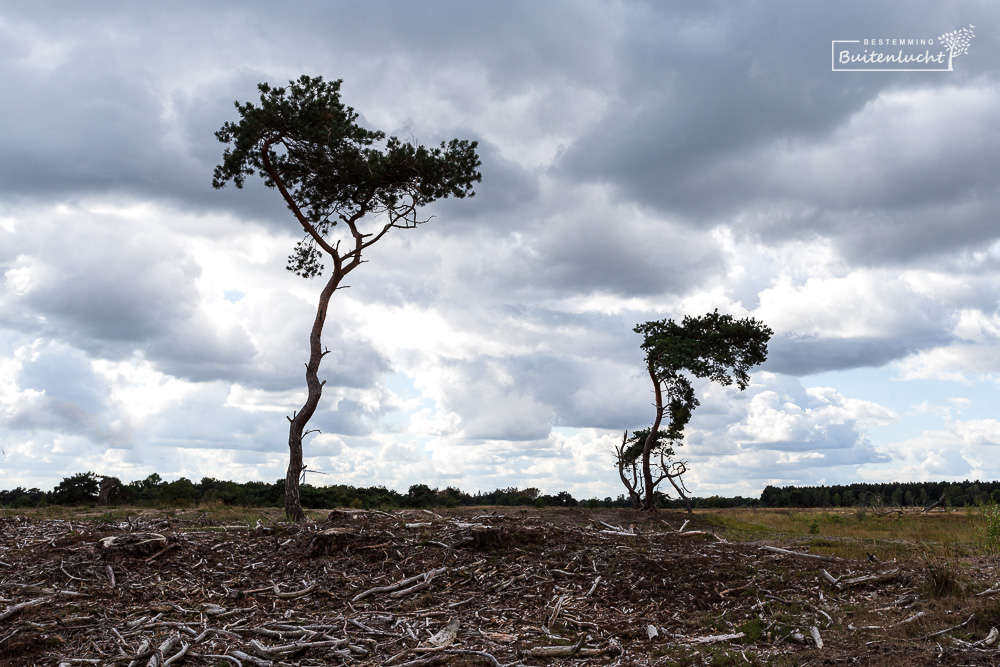 Wandelen in Plateaux-Hageven: heide