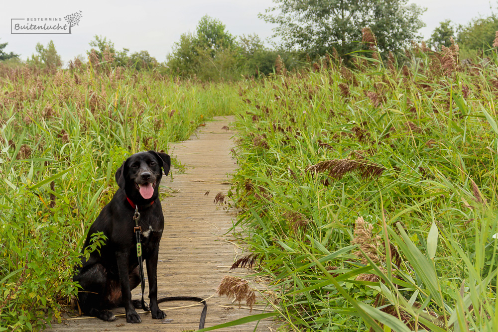 Met de hond wandelen in de Plateaux-Hageven