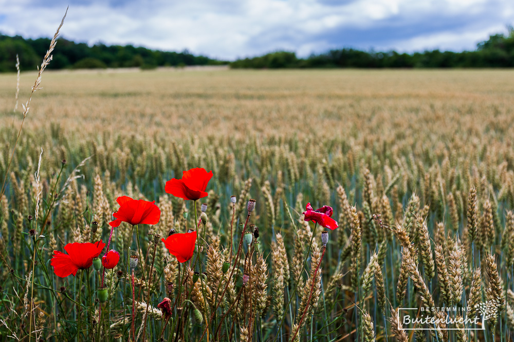 Graanveld in Givet