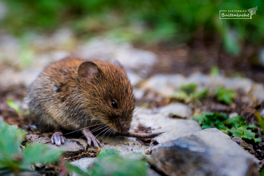 Woelmuis