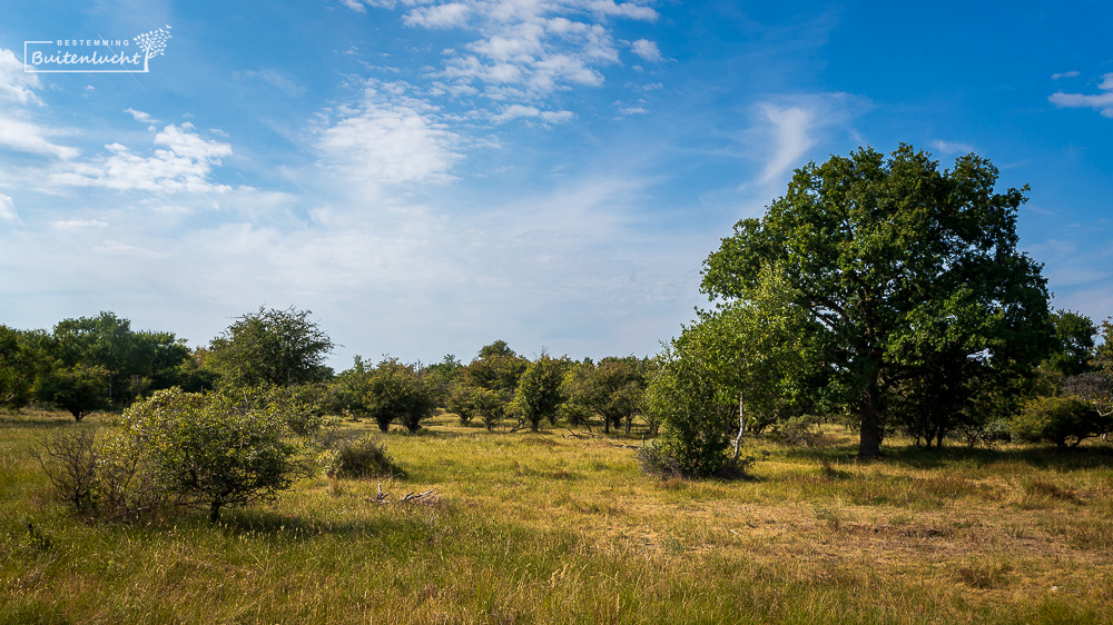 Duinen bij Wassenaar