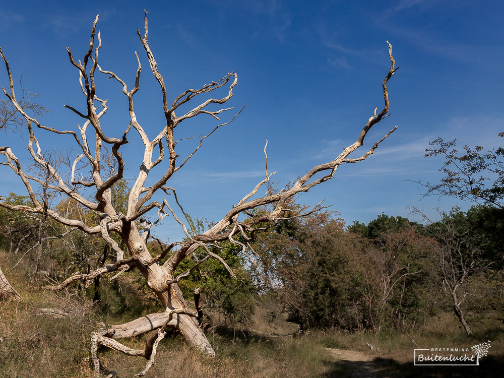 Dode boom in duingebied