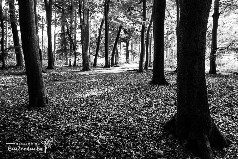 wandelen in Nijendal Olst