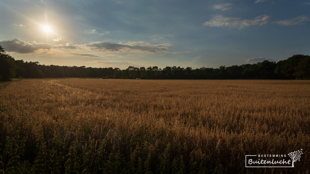 Ondergaande zon in Nijendal