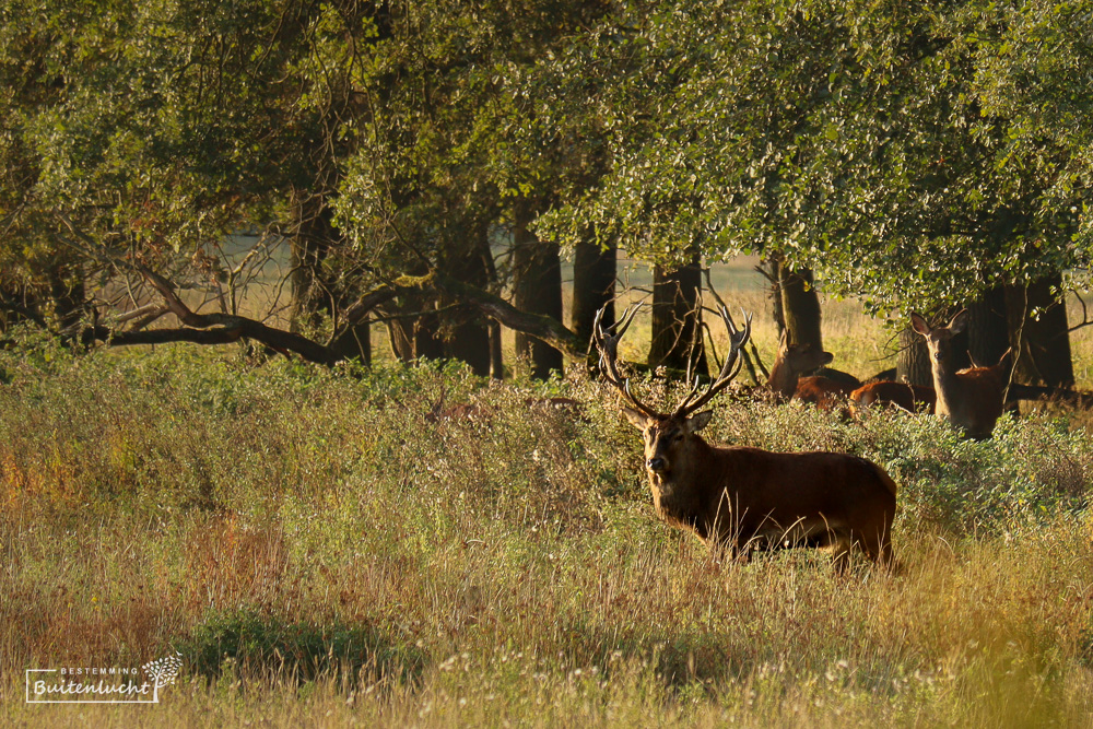 Edelherten in het Weerterbos