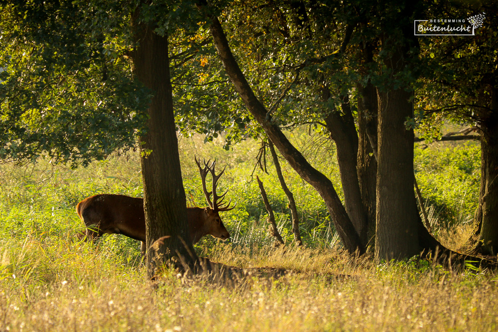 Edelherten in het Weerterbos