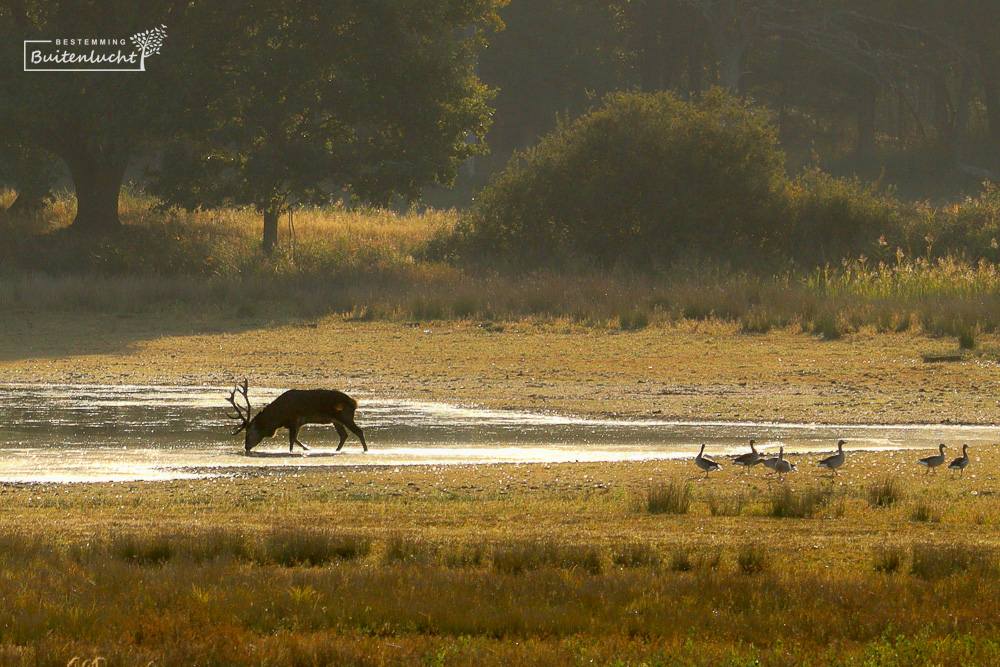 Edelherten in het Weerterbos