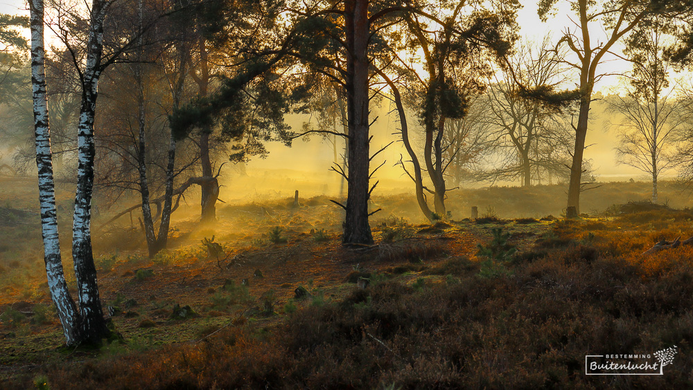 Avondnevel in de Beegderheide