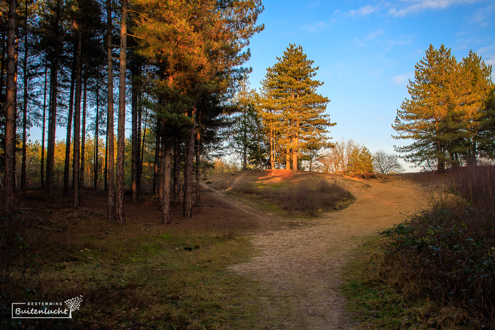 Wandelroute over de rivierduinen in de Beegderheide