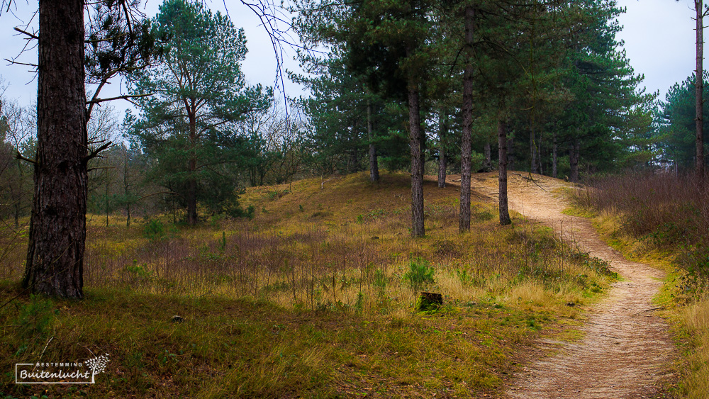 Duinen in de Beegderheide