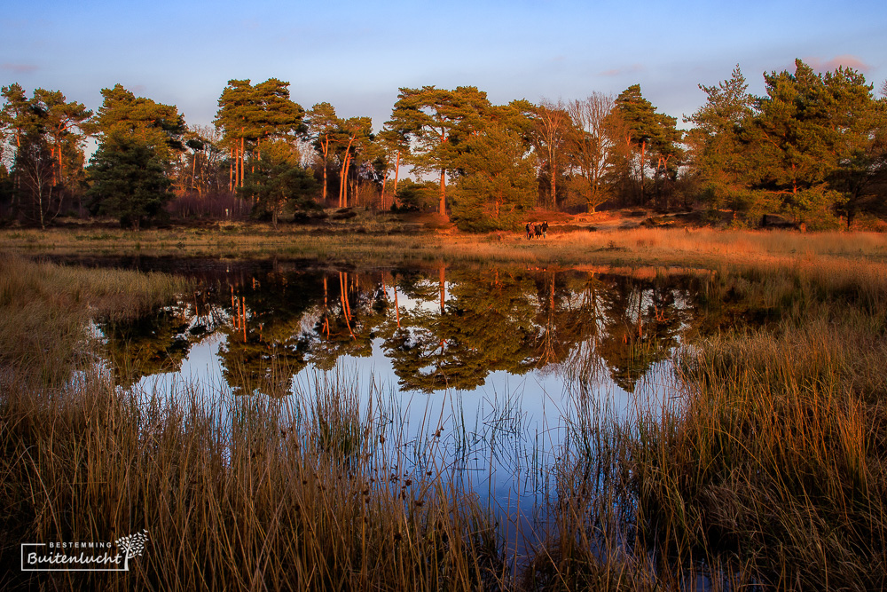 Weerspieheling in een ven in de Beegderheide