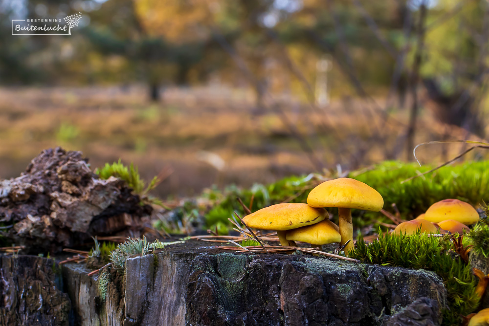 Paddestoelen