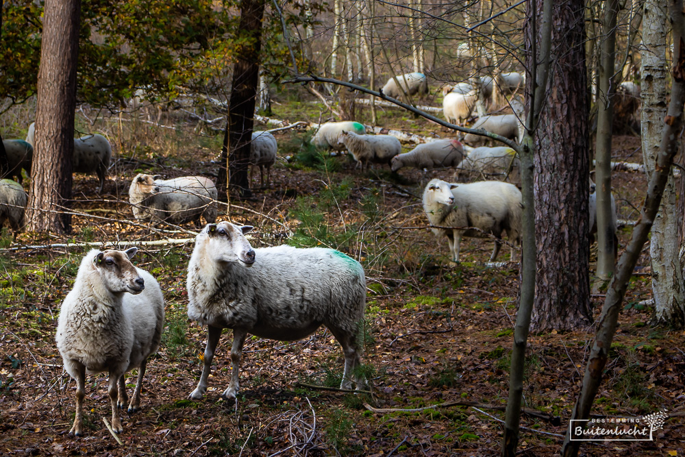 Schapen op de Beegderheide