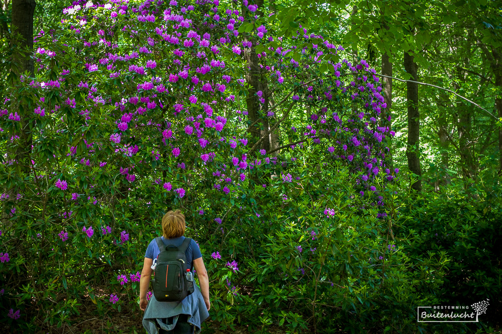 Rhodondendrons langs alternatief voor N70