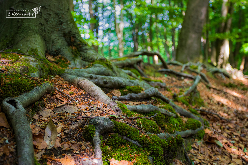 Boomwortels bij Berg en Dal in het bos