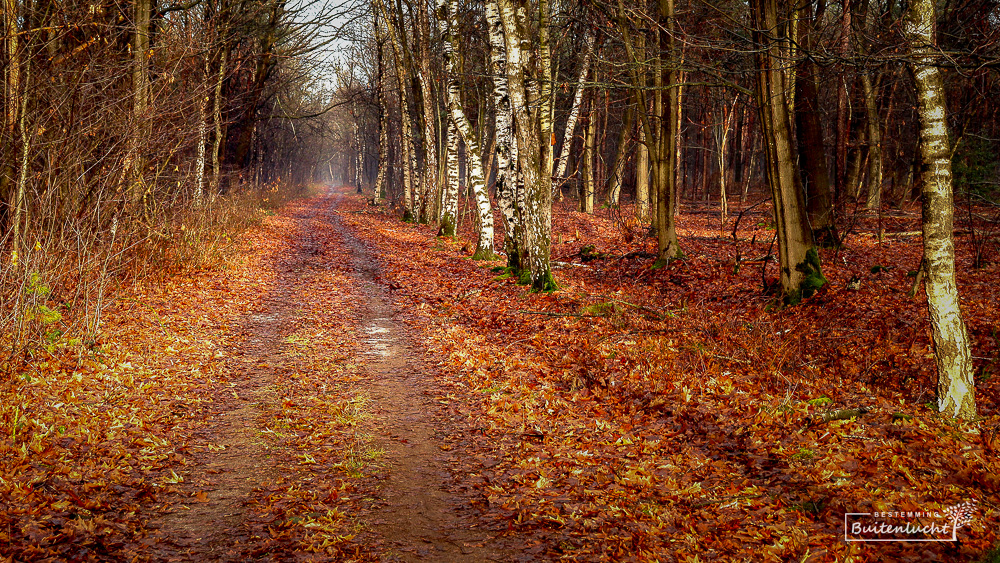 Herfstkleuren in de Maashorst